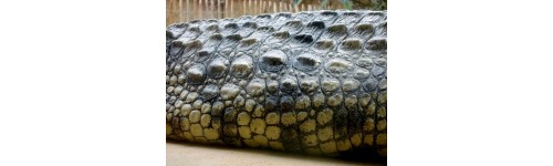 Reptiles & Crocodiles